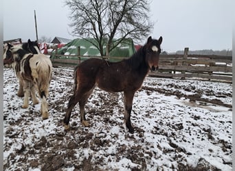 Fler ponnyer/små hästar Blandning, Hingst, 1 år, Brun