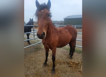 Fler ponnyer/små hästar Blandning, Hingst, 2 år, 150 cm, Brun