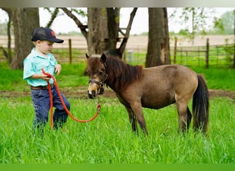 Fler ponnyer/små hästar, Hingst, 2 år, 61 cm, Black