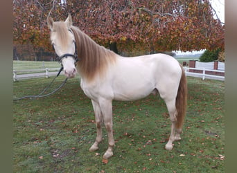 Fler ponnyer/små hästar, Hingst, 6 år, 155 cm, Perlino