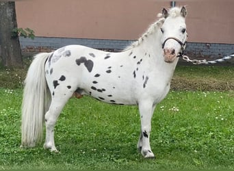 Fler ponnyer/små hästar, Hingst, 7 år, 100 cm, Leopard-Piebald