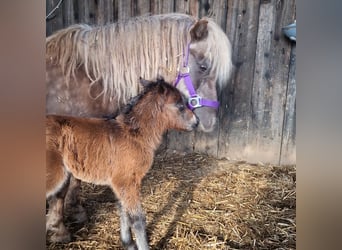 Fler ponnyer/små hästar, Hingst, Föl (04/2024), 110 cm, Brun