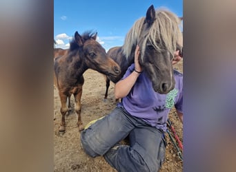 Fler ponnyer/små hästar, Hingst, Föl (04/2024), 110 cm, Brun