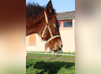 Fler ponnyer/små hästar, Hingst, Föl (05/2024), 125 cm