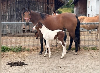 Fler ponnyer/små hästar Blandning, Hingst, Föl (07/2023), 145 cm, Pinto