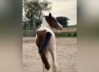Fler ponnyer/små hästar Blandning, Hingst, Föl (07/2023), 145 cm, Pinto