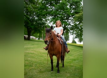 Fler ponnyer/små hästar, Sto, 10 år, 119 cm, Brun