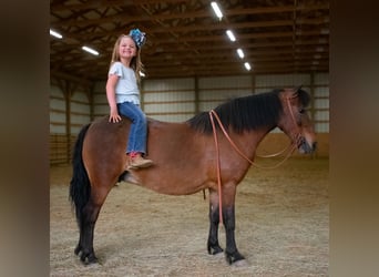 Fler ponnyer/små hästar, Sto, 10 år, 119 cm, Brun