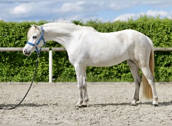 Fler ponnyer/små hästar, Sto, 10 år, 127 cm, Grå