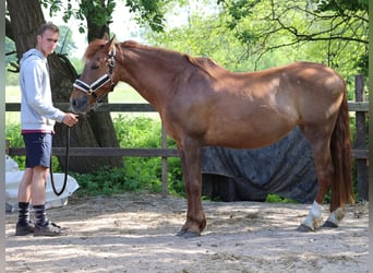 Fler ponnyer/små hästar, Sto, 10 år, 148 cm, fux