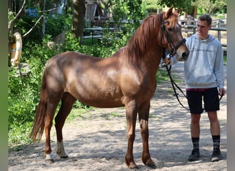 Fler ponnyer/små hästar, Sto, 10 år, 148 cm, fux