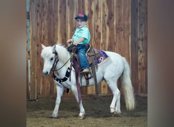 Fler ponnyer/små hästar, Sto, 10 år, 97 cm, Grå