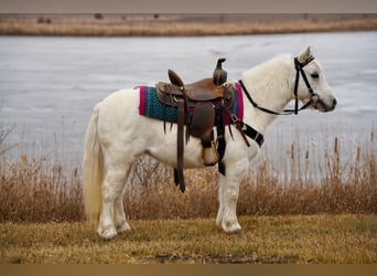 Fler ponnyer/små hästar, Sto, 10 år, 97 cm, Grå