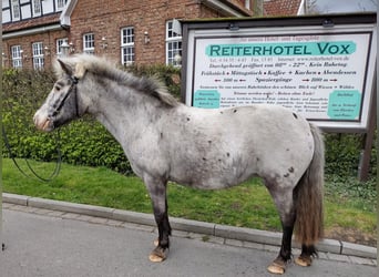 Weitere Ponys/Kleinpferde, Stute, 11 Jahre, 117 cm, Tobiano-alle-Farben