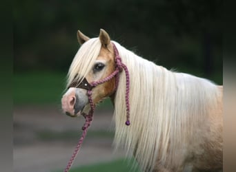 Fler ponnyer/små hästar, Sto, 11 år, 99 cm, Palomino