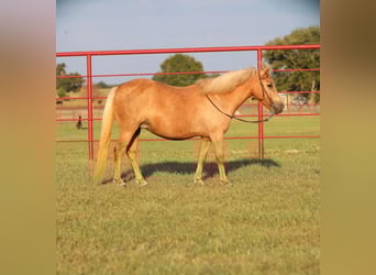 Fler ponnyer/små hästar, Sto, 12 år, 122 cm, Palomino