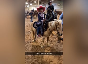 Fler ponnyer/små hästar, Sto, 12 år, 122 cm, Palomino