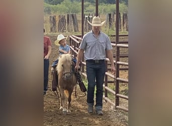 Fler ponnyer/små hästar, Sto, 12 år, 122 cm, Palomino