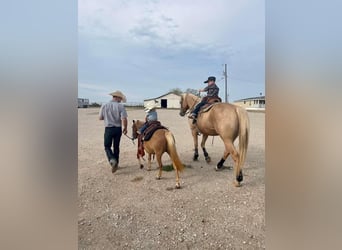 Fler ponnyer/små hästar, Sto, 12 år, 122 cm, Palomino