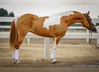 Fler ponnyer/små hästar, Sto, 12 år, 148 cm, Overo-skäck-alla-färger