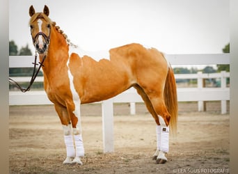 Fler ponnyer/små hästar, Sto, 12 år, 148 cm, Overo-skäck-alla-färger