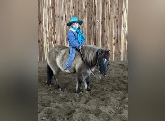 Fler ponnyer/små hästar, Sto, 12 år, 89 cm, Black
