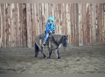 Fler ponnyer/små hästar, Sto, 12 år, 89 cm, Black