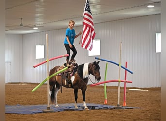 Fler ponnyer/små hästar, Sto, 13 år, 132 cm, Tobiano-skäck-alla-färger