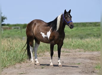 Fler ponnyer/små hästar, Sto, 13 år, 132 cm, Tobiano-skäck-alla-färger