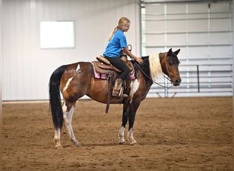 Fler ponnyer/små hästar, Sto, 13 år, 132 cm, Tobiano-skäck-alla-färger