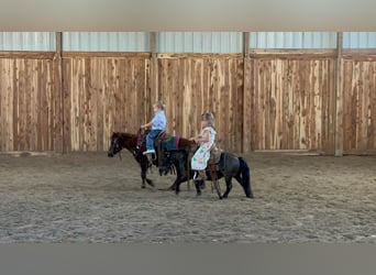 Fler ponnyer/små hästar, Sto, 13 år, 86 cm, Fux