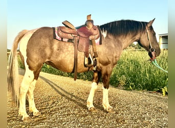 Fler ponnyer/små hästar, Sto, 14 år, 140 cm, Tobiano-skäck-alla-färger