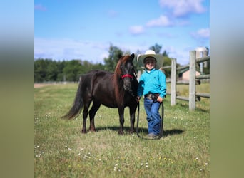 Fler ponnyer/små hästar, Sto, 14 år, 97 cm, Svart