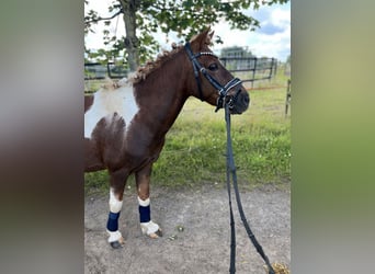 Fler ponnyer/små hästar, Sto, 15 år, 125 cm, Pinto