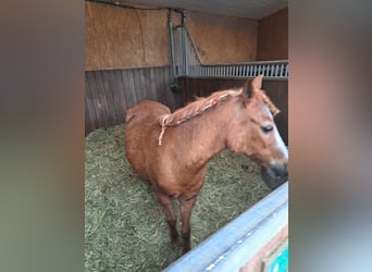 Fler ponnyer/små hästar, Sto, 16 år, 120 cm, Grå-röd-brun