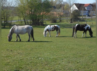 Fler ponnyer/små hästar, Sto, 17 år, 140 cm, Black
