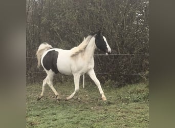 Fler ponnyer/små hästar Blandning, Sto, 1 år, 135 cm, Pinto