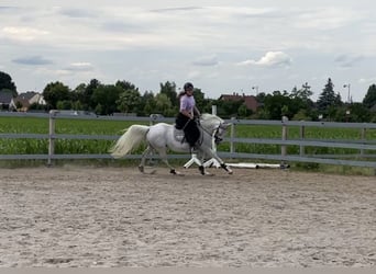 Fler ponnyer/små hästar Blandning, Sto, 1 år, 142 cm, Kan vara vit