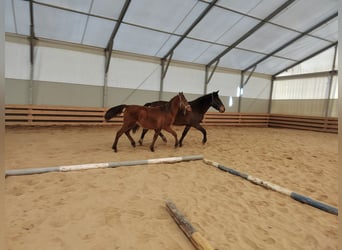 Fler ponnyer/små hästar Blandning, Sto, 2 år, 155 cm, Ljusbrun