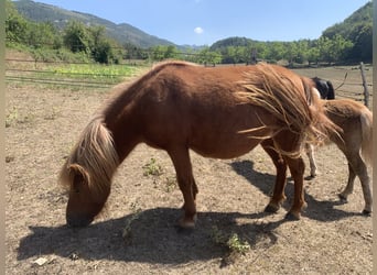 Fler ponnyer/små hästar, Sto, 3 år, 100 cm, fux