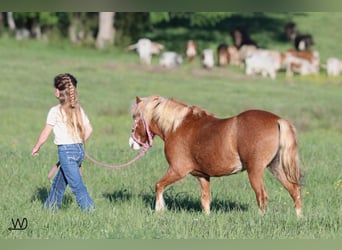 Fler ponnyer/små hästar, Sto, 3 år, 97 cm, Fux