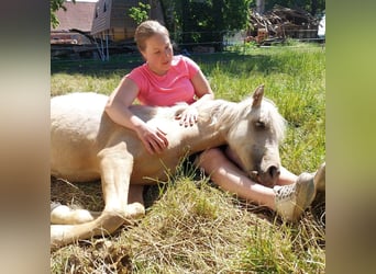 Fler ponnyer/små hästar Blandning, Sto, 4 år, 120 cm, Palomino