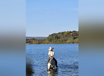 Weitere Ponys/Kleinpferde, Stute, 4 Jahre, 124 cm, Schimmel