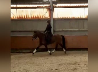 Fler ponnyer/små hästar, Sto, 4 år, 145 cm, Brun