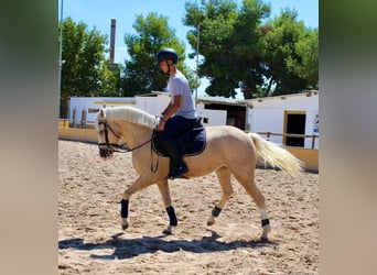 Fler ponnyer/små hästar, Sto, 4 år, 147 cm, Palomino