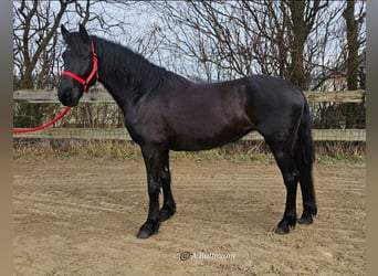 Fler ponnyer/små hästar Blandning, Sto, 4 år, 153 cm