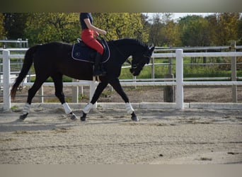 Fler ponnyer/små hästar, Sto, 4 år, 153 cm, Rökfärgad svart