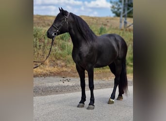 Fler ponnyer/små hästar, Sto, 4 år, 155 cm