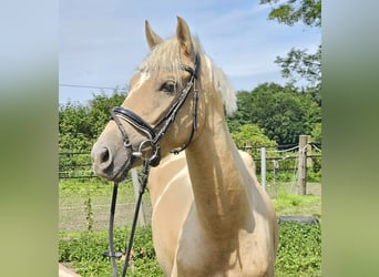 Fler ponnyer/små hästar, Sto, 4 år, 155 cm, Palomino