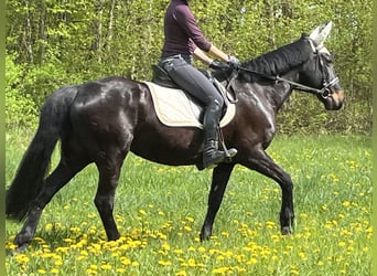 Fler ponnyer/små hästar, Sto, 4 år, 155 cm, Svart